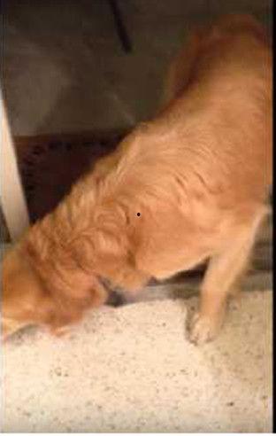 吃瓜群众好凶的大狗狗,吃瓜群众眼中的狂野魅力